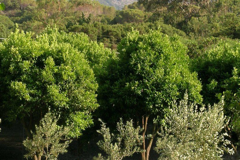Camping Ortus De Mari