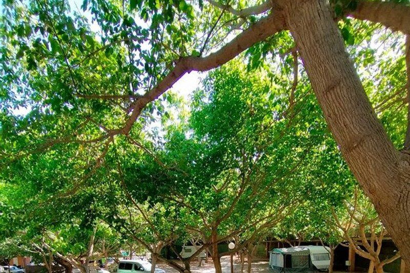 Camping el Pino