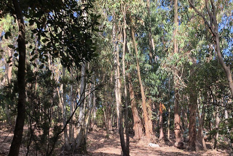Camping Sciopadroxiu