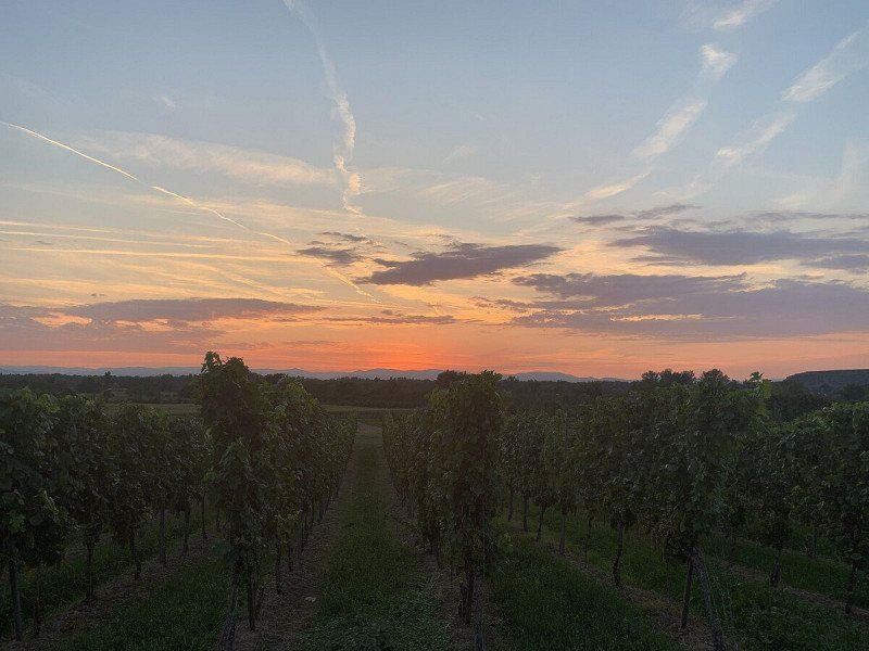 Privatstellplatz Blick auf die Weinreben