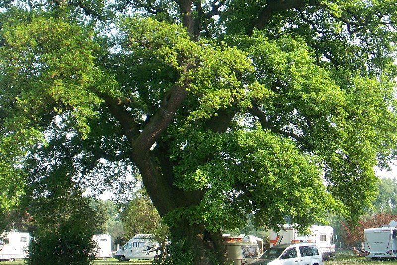 Rheingau - Campingplatz