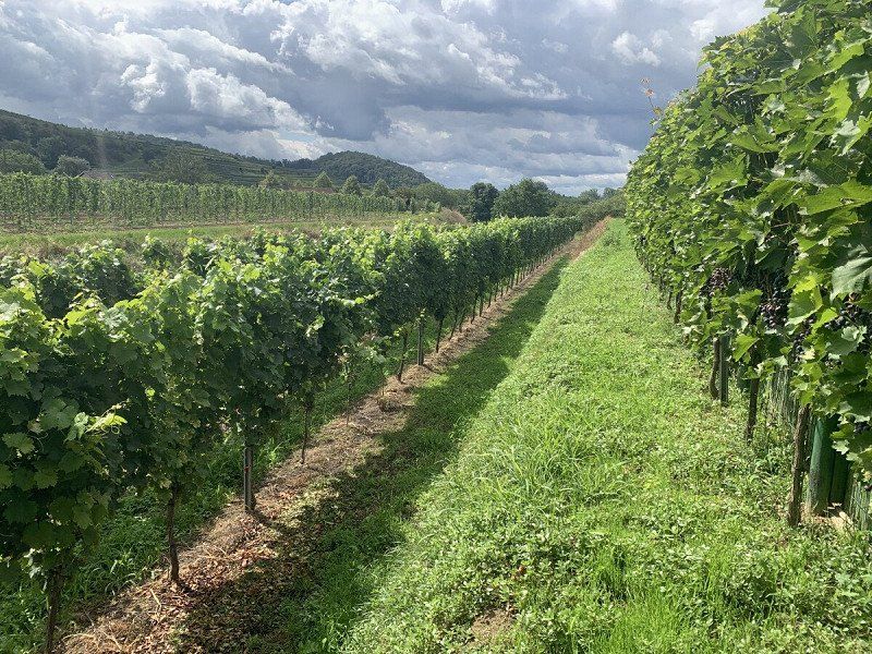 Privatstellplatz Blick auf die Weinreben
