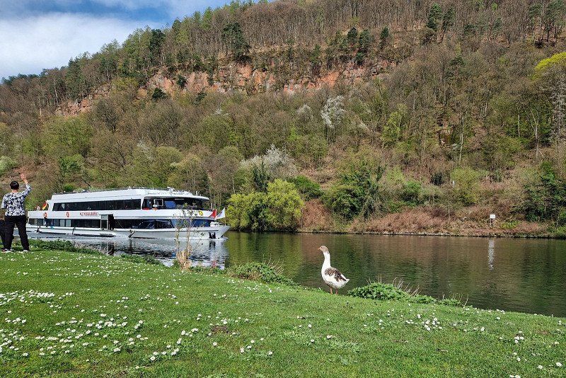 Camping Neckargemünd