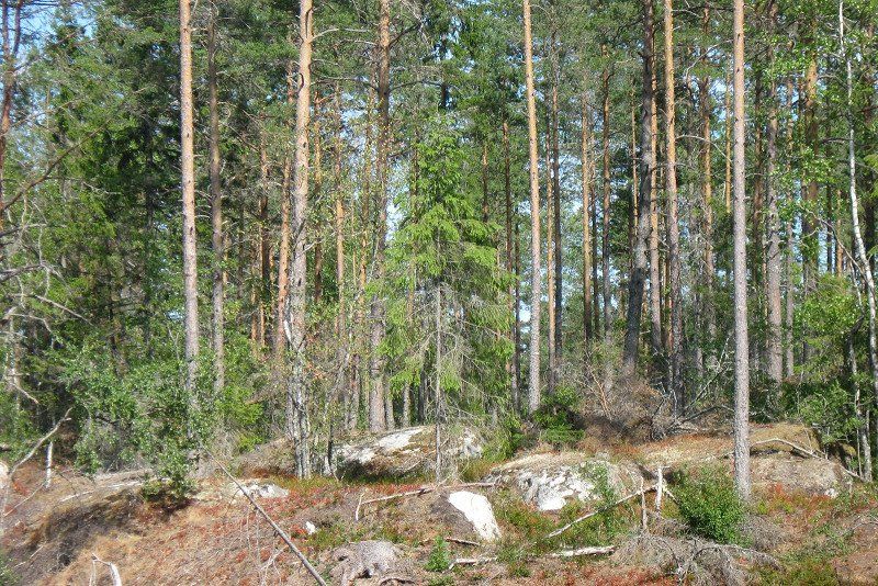 Siggefora Camping
