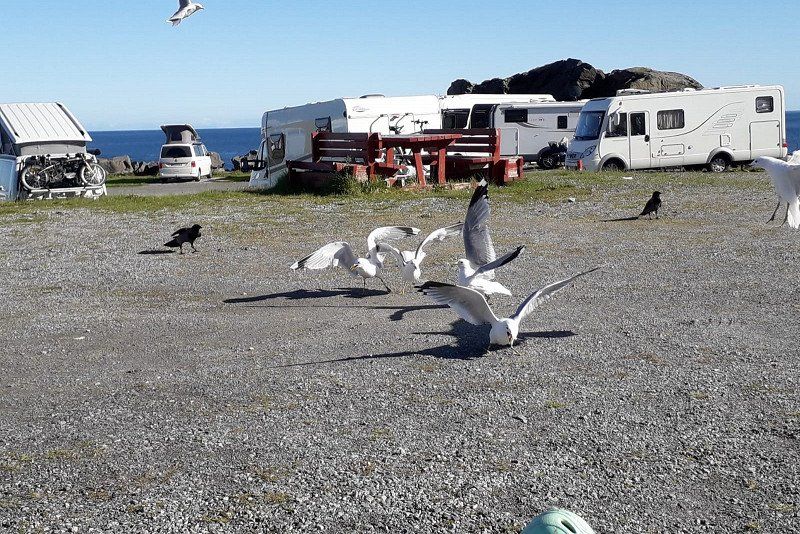 Moskenes Camping