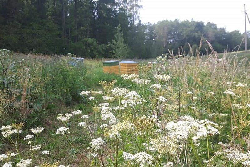 miniCAMPING + camperPLACE + ecoFARM PAJIESMENIAI
