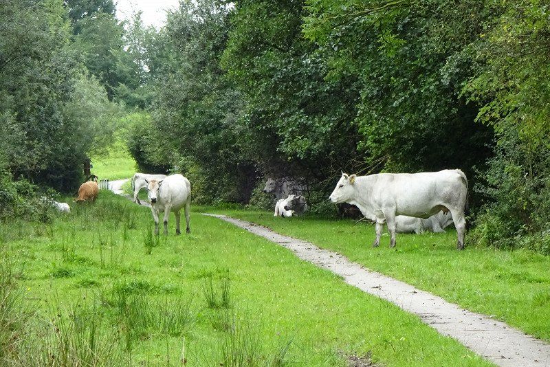 Naturistencamping Flevo-Natuur
