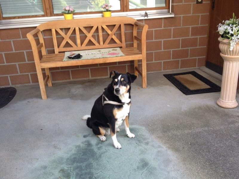 Dixx zuhause mit Ursi spazieren