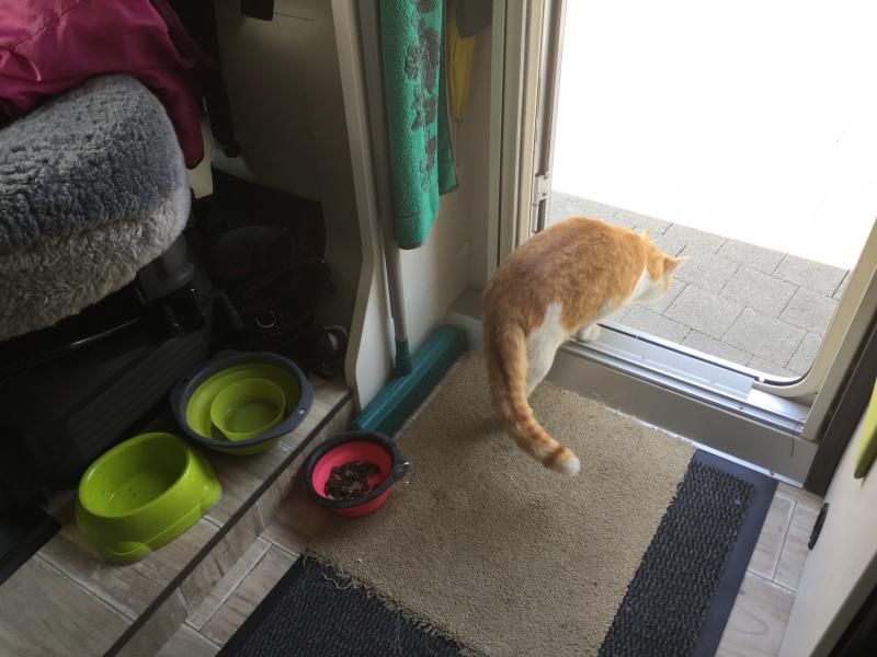 auch Henri bedient sich im Pixxel an Hundegoodies