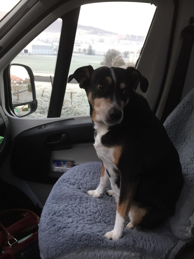 Dixie als Kontrolleurin