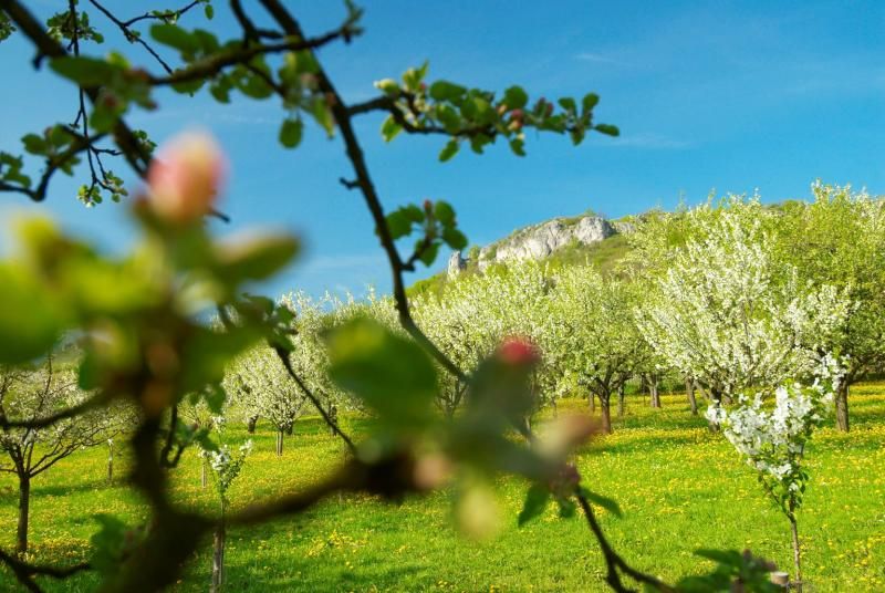 Kirschblüte Fränkische Schweiz