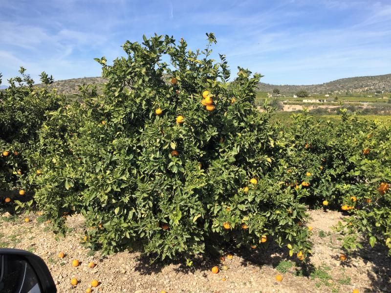 Orangen und Zitronenbäume en Masse