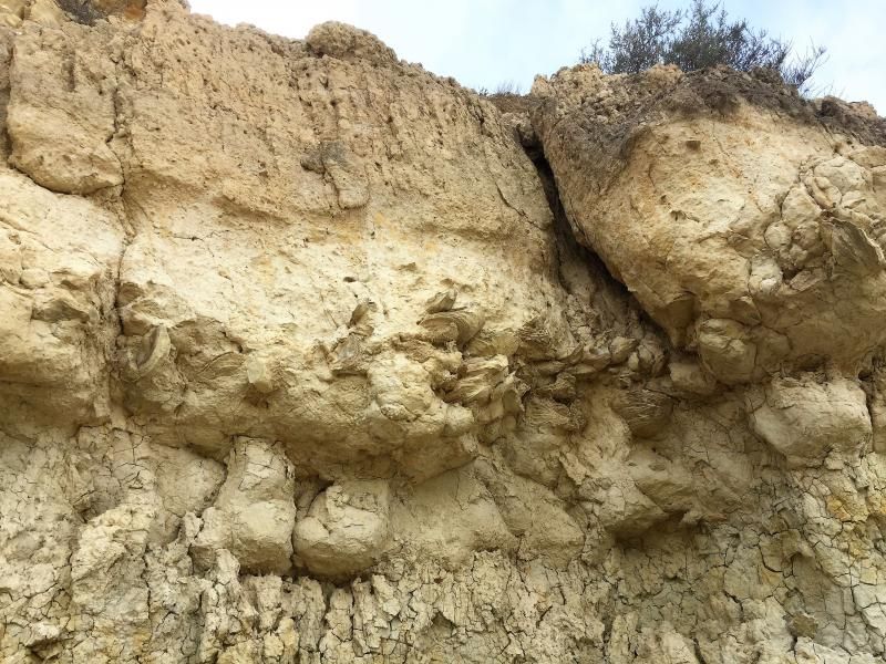 Fossil Schicht