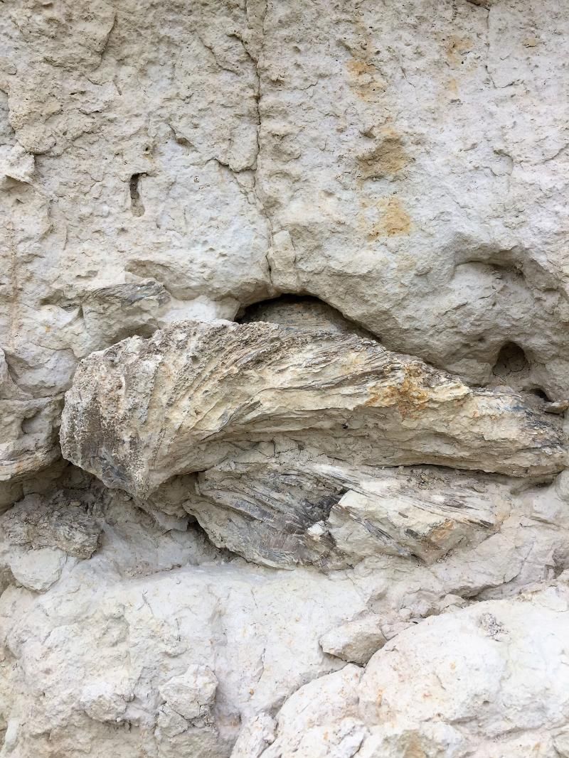 fossil