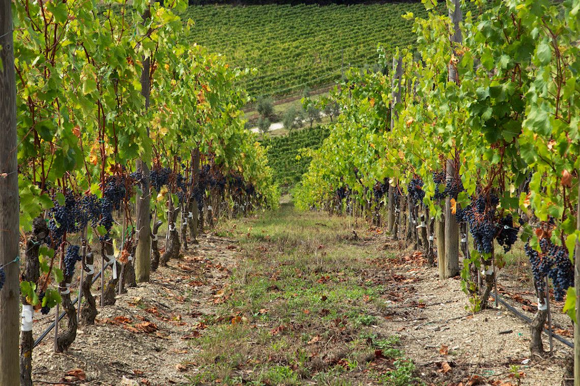 A Chianti vineyard in Tuscany near Radda
