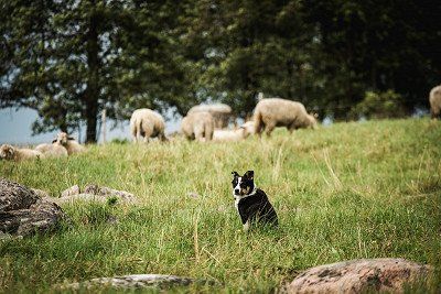 Hund und Schafe auf Wiese in Estland
