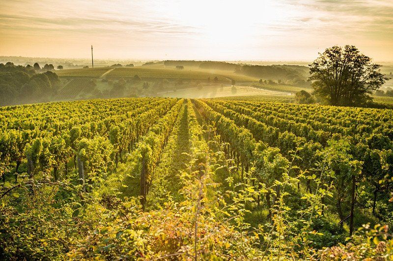 Wohnmobil Tour Deutsche Weinstraße