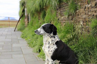 Hund vor Hütte in Island