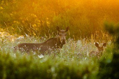 Elchmutter und Elchkalb auf Wiese in Estland