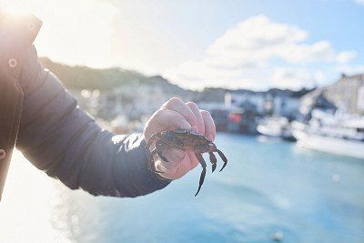 Frisch gefangener Krebs im Hafen von Padstow in Cornwall fe