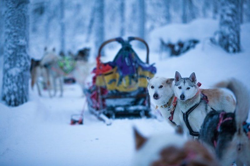 Hundeschlittenrudel in blauer Stunde im Winter