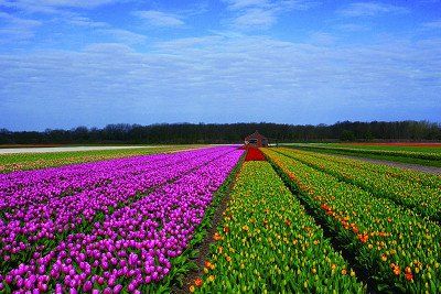 Tulip field in the Netherlands