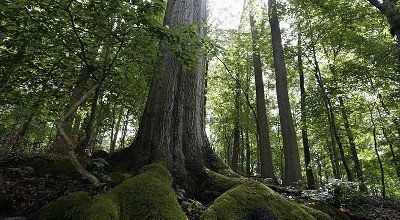 Rundwanderung im Harz zu den Schnarcherklippen
