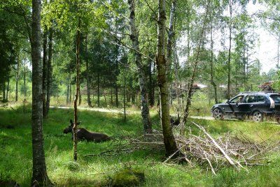 Elch im Elchpark Smalandet in Schweden