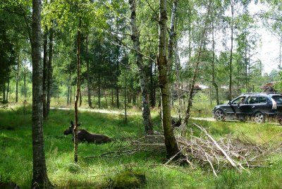 Elanden in het Smalandet Moose Park in Zweden