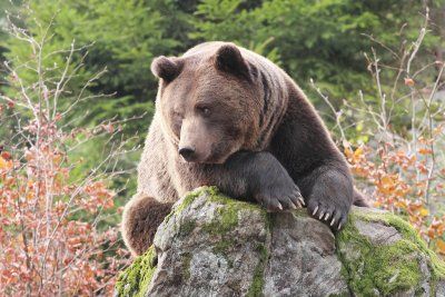 Bruine beer in het Nationaal Park Beierse Woud