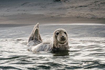 Kegelrobbe im Wasser vor Sandbank