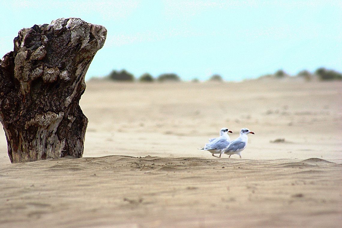Sandstrand und Moewen in der Camargue
