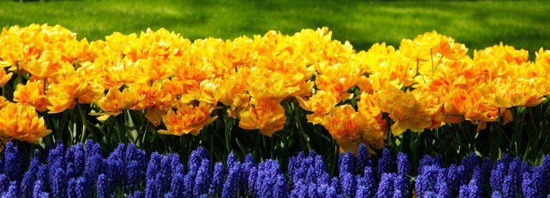 Netherlands tulip flower