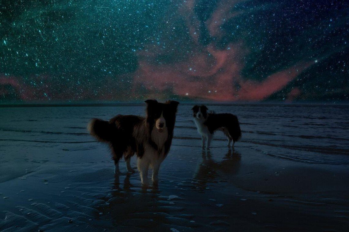 Hunde am Strandunter Sternenhimmel
