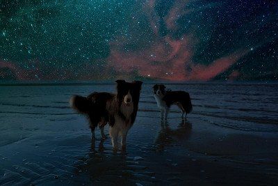 Hunde am Strandunter Sternenhimmel