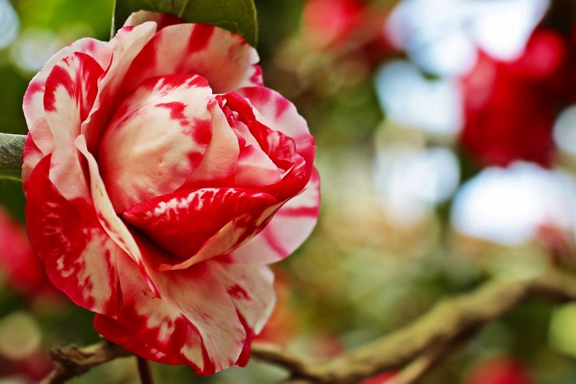 Double, red and white tabby camellia flower