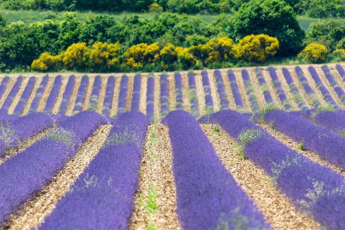 Bloeiend lavendelveld bij Sault in de Vaucluse