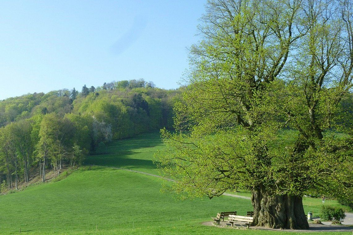 Blick auf die Linde von Linn im Naturpark Aargau