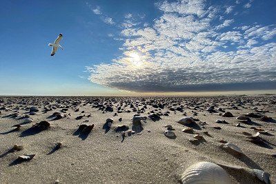 Muscheln im Sand an der Nordsee