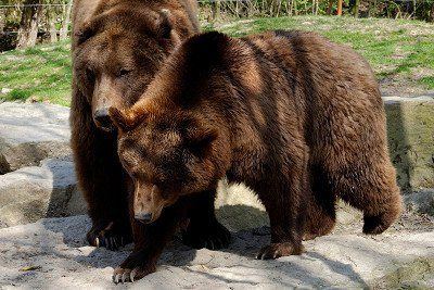 Zwei Braunbaeren im Wildpark Bad Mergentheim