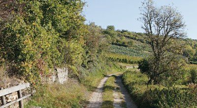 Weinbergwanderung in der Pfalz über den Oschelskopf