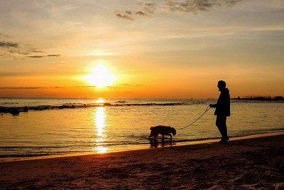 Hond bij de zee bij zonsondergang