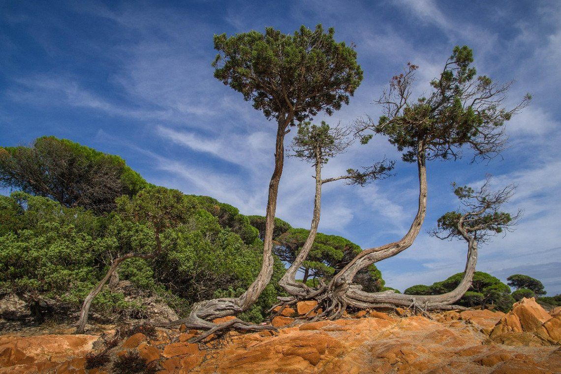 rocks and trees on Corsica