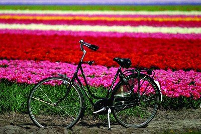 Fahrrad vor Tulpenfeldern in Holland 