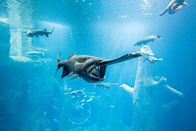 Löffelstör im Aquarium im Aquatis Lausanne