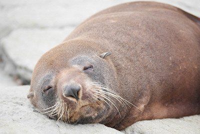 Schlafender Seelöwe bei Kaikoura auf Neuseeland 