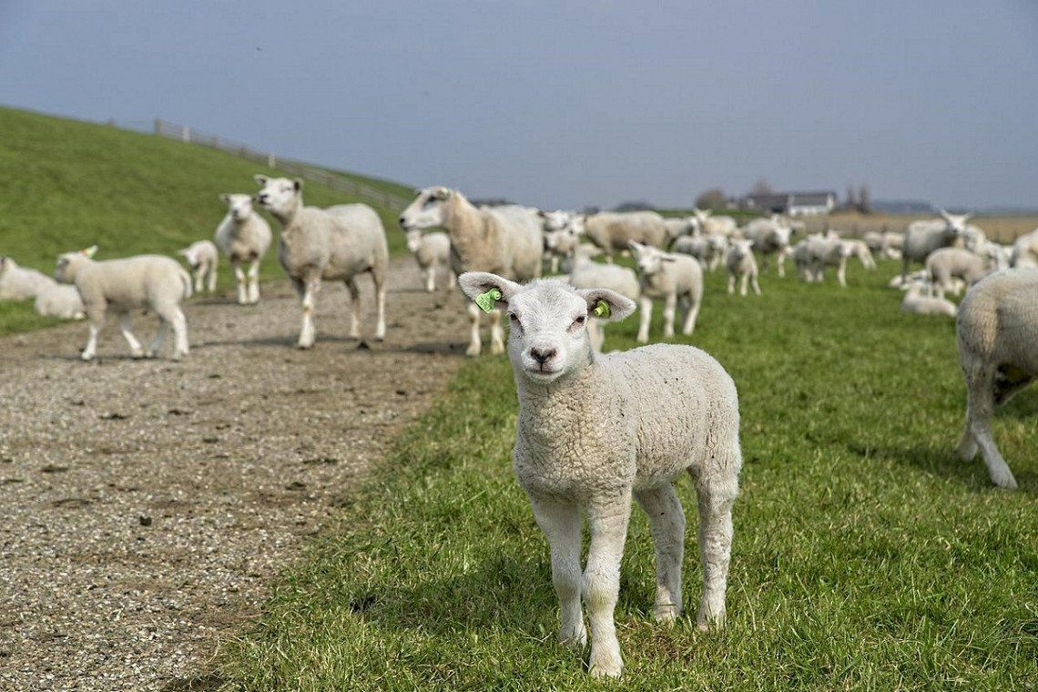 A flock of sheep in Friesland