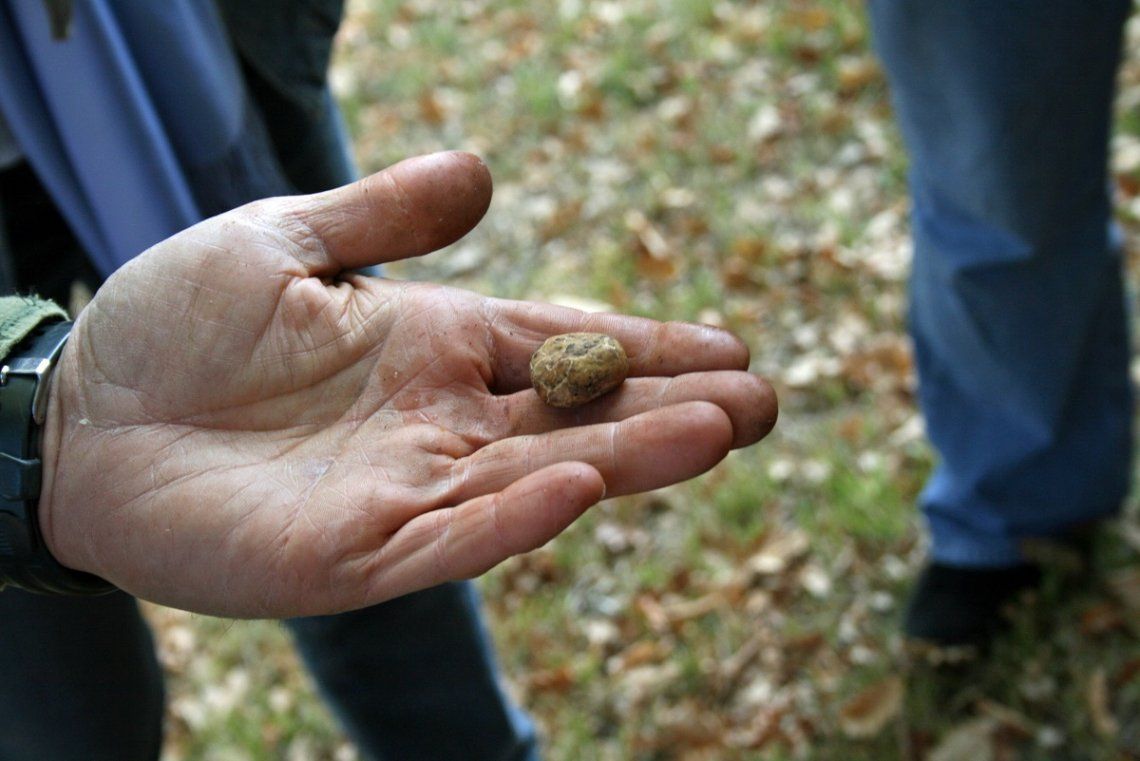 White truffle, Bologna, Apennines