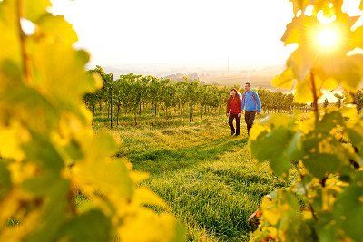 Pfalz-wijnroute die door de wijngaarden leidt