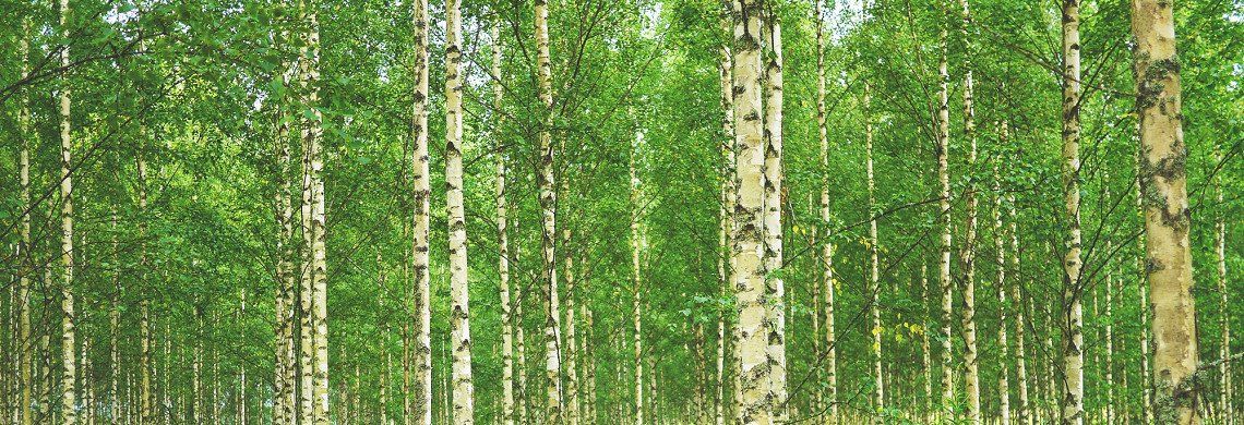 A birch forest in Finland